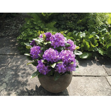 Fialový rododendron v kvetináči na terase.