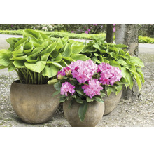 Tri kvetináče s funkiami a rododendrónmi v záhrade.