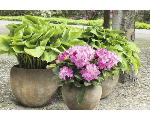 Tri kvetináče s funkiami a rododendrónmi v záhrade.