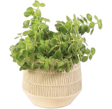 Plectranthus v kvetináči pre interiér