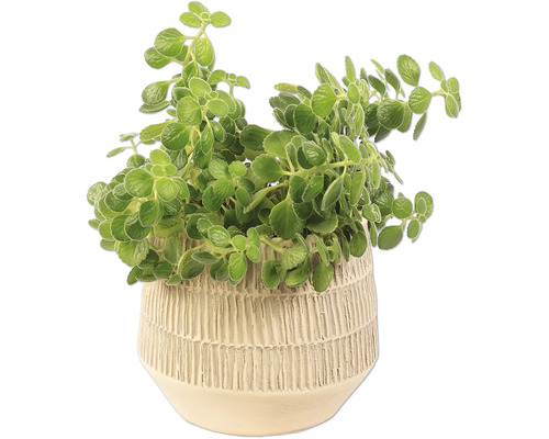 Plectranthus v kvetináči pre interiér