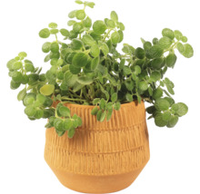 Plectranthus v terakotovom kvetináči