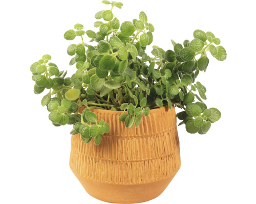 Plectranthus v terakotovom kvetináči