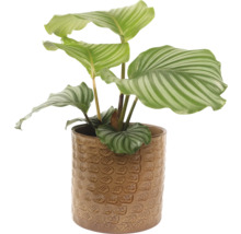 Izbová rastlina Calathea v keramickom kvetináči