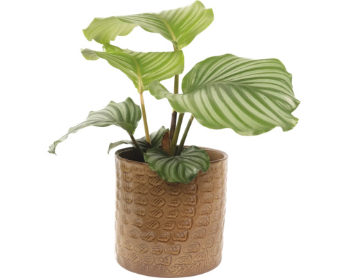 Izbová rastlina Calathea v keramickom kvetináči