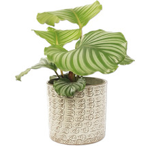 Calathea izbová rastlina v ozdobnom kvetináči
