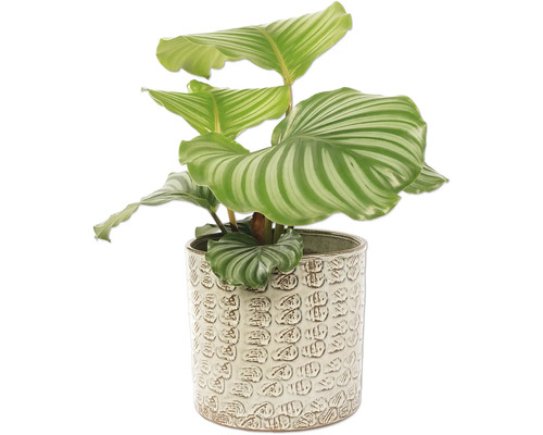 Calathea izbová rastlina v ozdobnom kvetináči