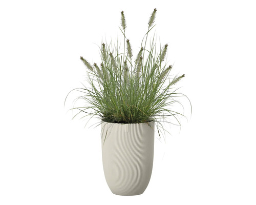 Tráva v kvetináči