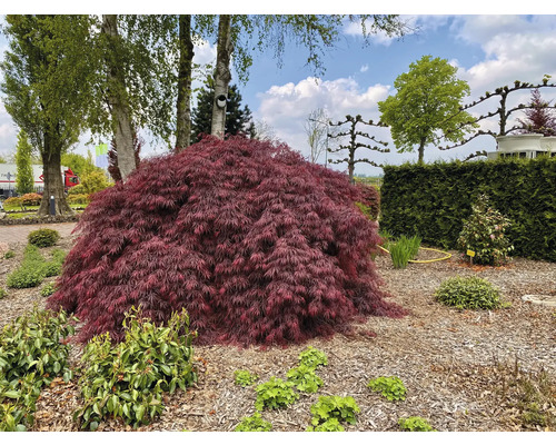 Japonský javor v záhrade