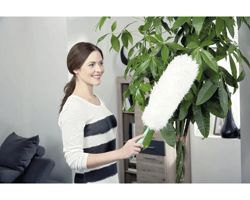 Žena utiera prach z izbovej rastliny prachovkou