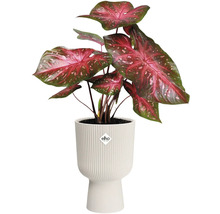 Rastlina s veľkými listami v rebrovanom kvetináči