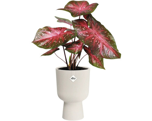 Rastlina s veľkými listami v rebrovanom kvetináči