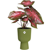 Šípovka v rebrovanom kvetináči Elho