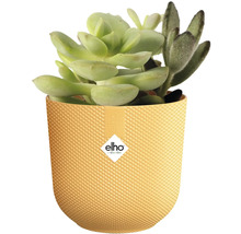 Kvetináč so sukulentmi a logom Elho