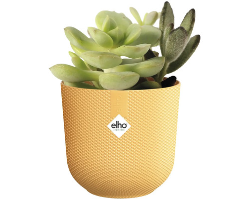 Kvetináč so sukulentmi a logom Elho
