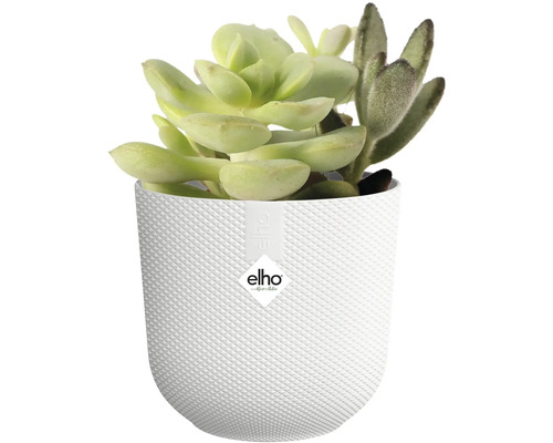 Sukulent v bielom kvetináči s kosoštvorcovým vzorom a logom Elho