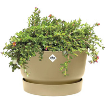 Rastlina v kvetináči Elho s podšálkou