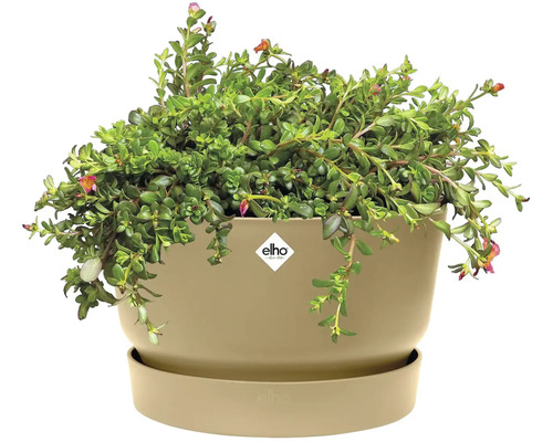 Rastlina v kvetináči Elho s podšálkou