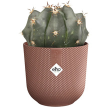 Kaktus v štruktúrovanom kvetináči značky Elho.
