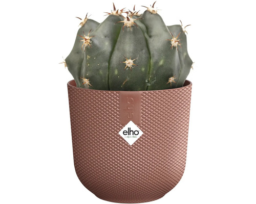 Kaktus v štruktúrovanom kvetináči značky Elho.