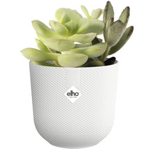 Sukulentné rastliny v štruktúrovanom kvetináči značky Elho