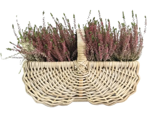 Vres obyčajný v prútenom košíku