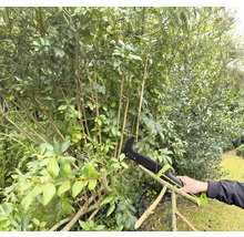 Osoba používa pílku na konáre na prerezávanie kríka v záhrade.