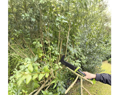 Osoba používa pílku na konáre na prerezávanie kríka v záhrade.
