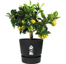 Mandarínkovník v kvetináči