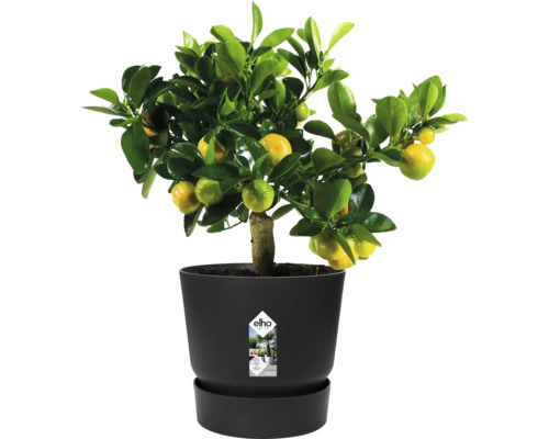 Mandarínkovník v kvetináči