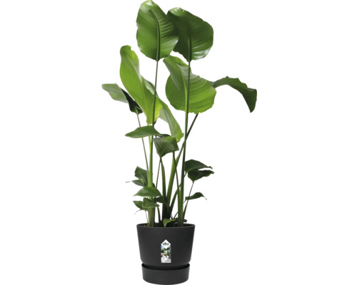 Strelicie v kvetináči