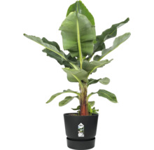 Banánovník v kvetináči