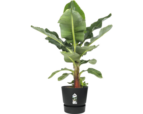 Banánovník v kvetináči