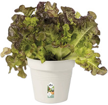 Hlávkový šalát v kvetináči