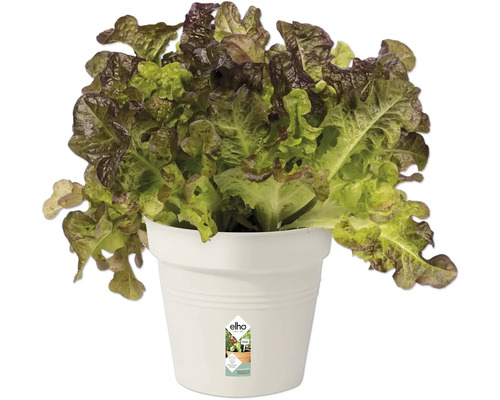 Hlávkový šalát v kvetináči