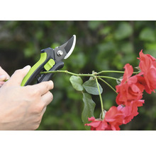 Záhradné nožnice strihajú ružový konár