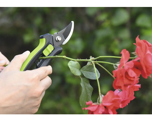 Záhradné nožnice strihajú ružový konár