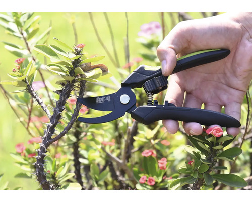 Záhradné nožnice strihajú tŕnitú vetvu