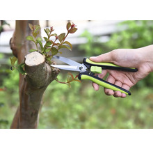 Záhradníctvo so záhradnými nožnicami na strome