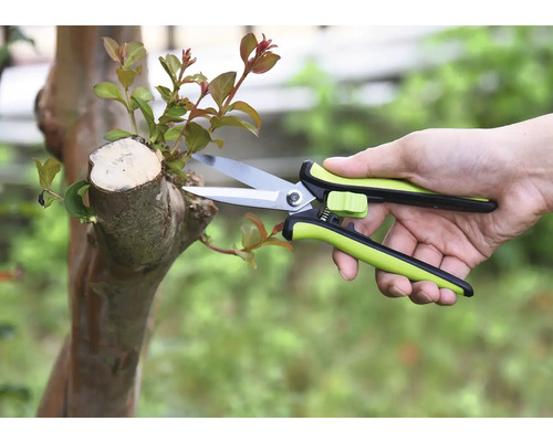 Záhradníctvo so záhradnými nožnicami na strome
