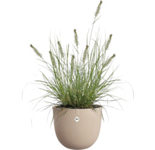 Tráva v kvetináči Elho