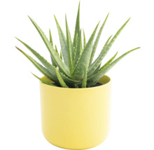 Aloe vera rastlina v kvetináči