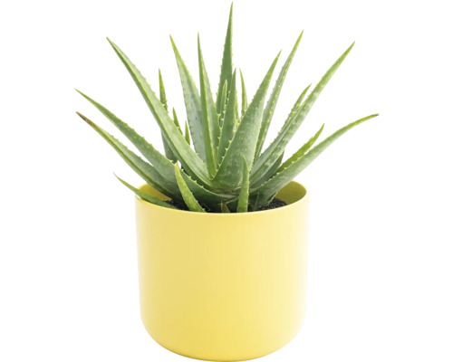 Aloe vera rastlina v kvetináči