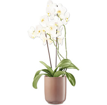 Orchidea s bielymi kvetmi v kvetináči