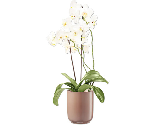 Orchidea s bielymi kvetmi v kvetináči