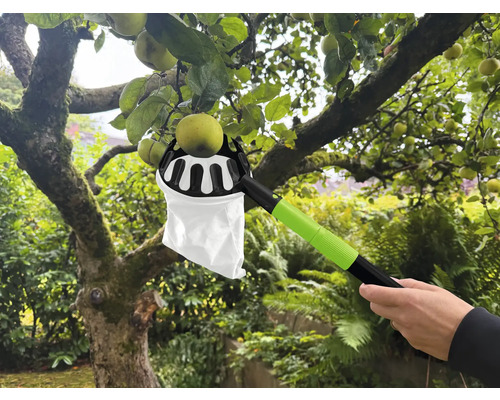 Zberač jabĺk pri práci na zber jabĺk zo stromu.