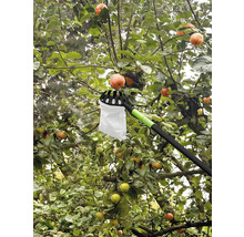 Zberač jabĺk používaný na jabloni so zrelými plodmi.