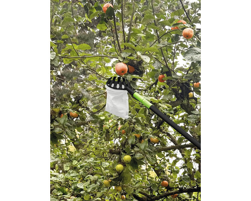 Zberač jabĺk používaný na jabloni so zrelými plodmi.