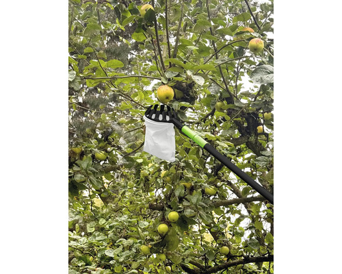 Zberač jabĺk používaný na jabloni