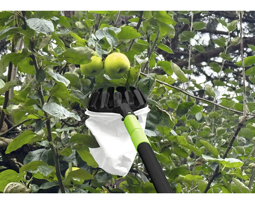 Zberač jabĺk v prevádzke na jabloni